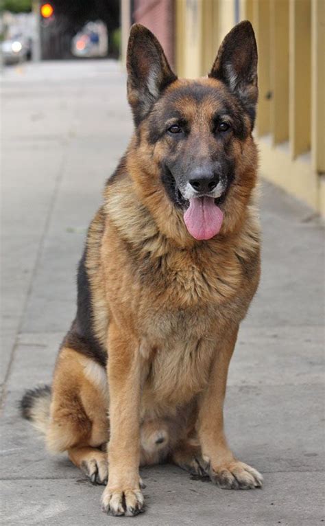all types of German Shepherd Dogs from high kill shelters and adopting them to loving, qualified homes. . Westside german shepherd rescue of los angeles